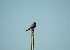 Western Kingbird (19)