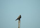 Western Kingbird (20)