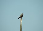 Western Kingbird (21)