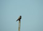 Western Kingbird (22)