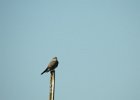 Western Kingbird (23)