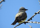 Western Kingbird (24)