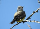 Western Kingbird (25)