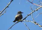 Western Kingbird (27)
