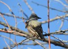 Western Kingbird (28)