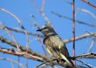 Western Kingbird (29)