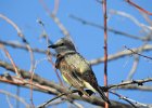 Western Kingbird (30)