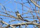 Western Kingbird (31)