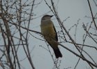 Western Kingbird (32)