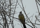 Western Kingbird (33)