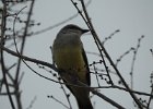 Western Kingbird (34)