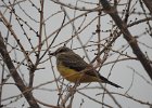 Western Kingbird (36)