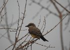 Western Kingbird (38)