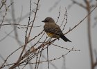 Western Kingbird (39)