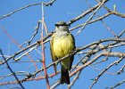 Western Kingbird (4)