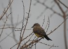 Western Kingbird (40)