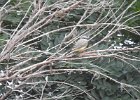 Western Kingbird (41)