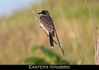 048 - 600 Eastern Kingbird