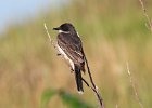 101Eastern Kingbird