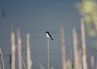 Eastern Kingbird (1)
