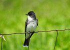 Eastern Kingbird (10)