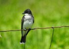 Eastern Kingbird (11)