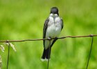Eastern Kingbird (12)