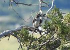 Eastern Kingbird (13)