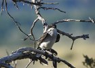 Eastern Kingbird (14)