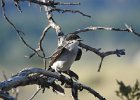 Eastern Kingbird (15)