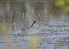 Eastern Kingbird (4)