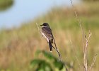 Eastern Kingbird (7)