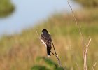 Eastern Kingbird (8)