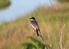 Eastern Kingbird (9)