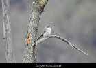 048 - 601 Gray Kingbird