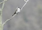 Gray Kingbird (1)