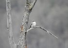 Gray Kingbird (10)