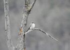 Gray Kingbird (11)
