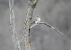 Gray Kingbird (12)