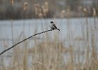 Gray Kingbird (13)