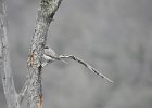 Gray Kingbird (15)
