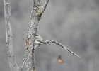 Gray Kingbird (17)