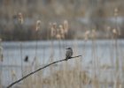 Gray Kingbird (19)