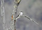 Gray Kingbird (2)