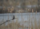 Gray Kingbird (20)