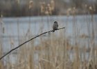 Gray Kingbird (21)