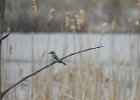 Gray Kingbird (23)