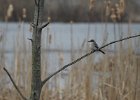 Gray Kingbird (24)