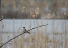 Gray Kingbird (25)