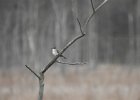 Gray Kingbird (27)
